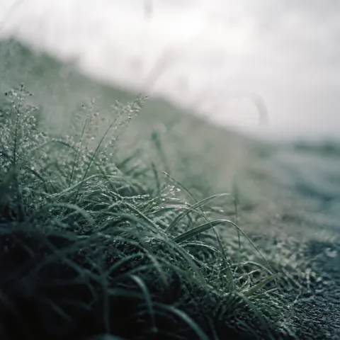 Dew-covered grass beside a running path in soft morning focus